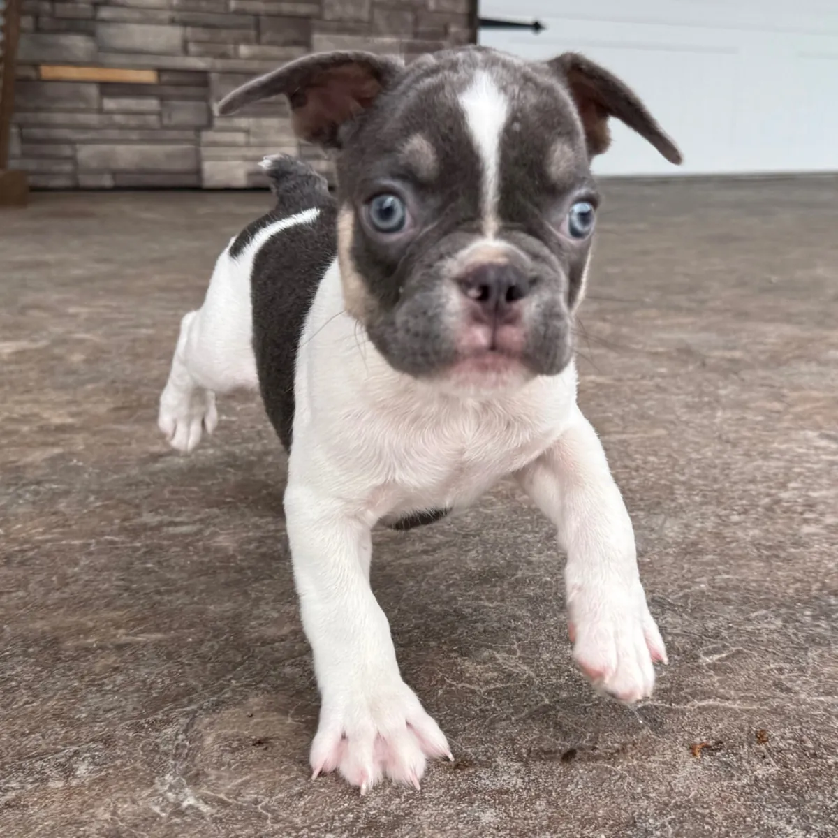 Exclusif chiot Bulldog Français Pío gris et blanc !