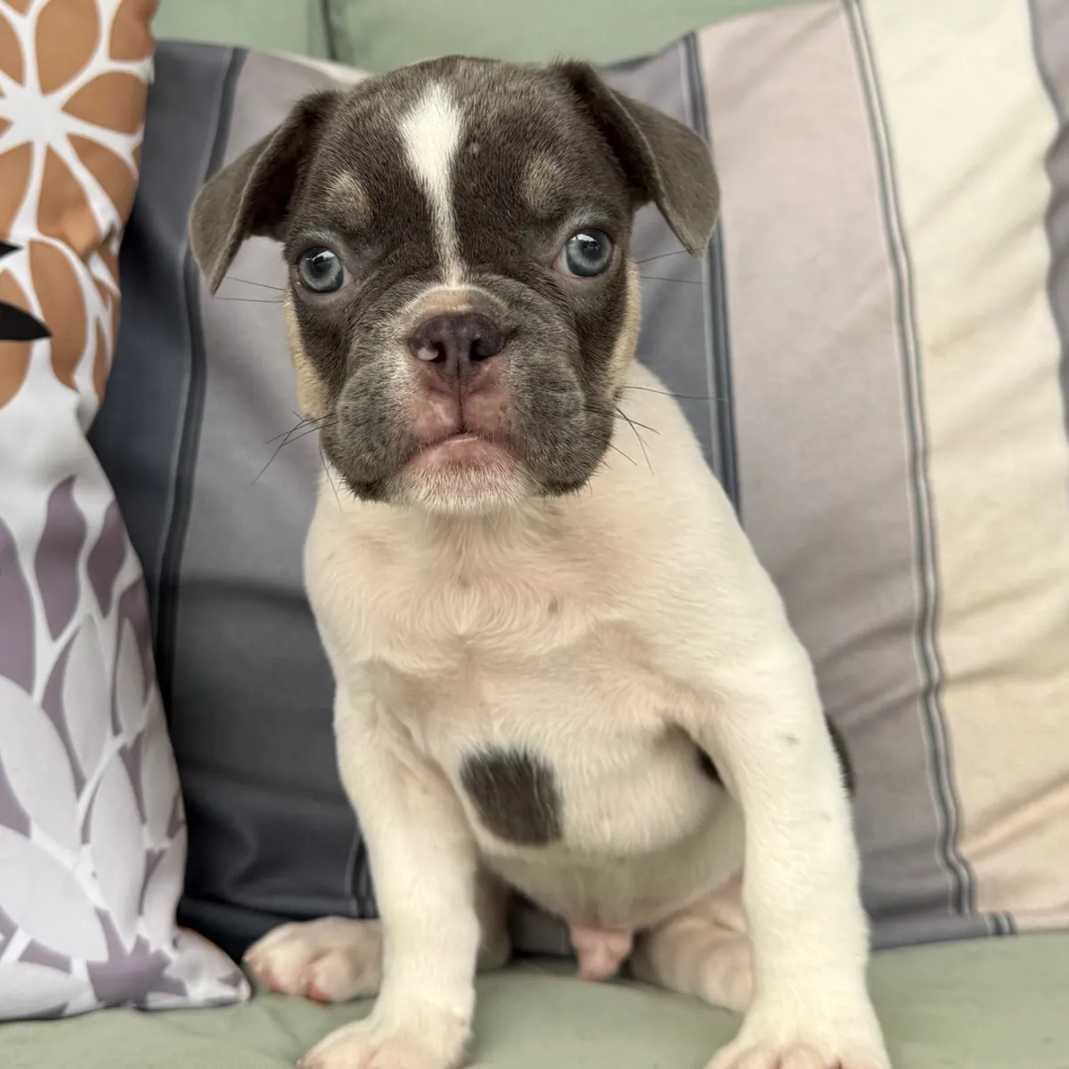 Exclusif chiot Bulldog Français Pío gris et blanc !