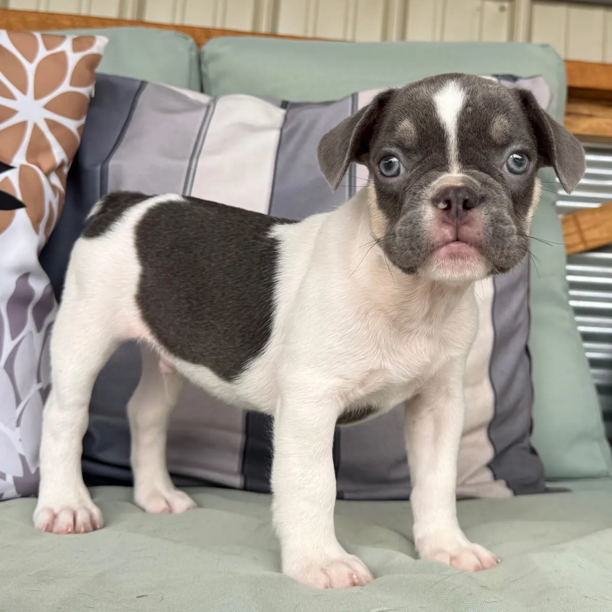 Exclusif chiot Bulldog Français Pío gris et blanc !