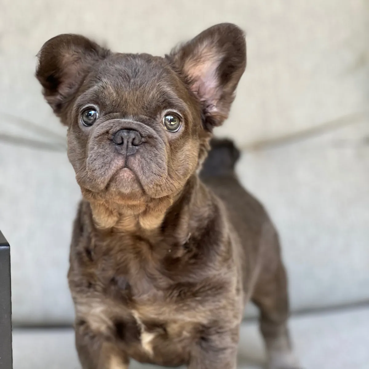 Mignon Chiot Bulldog Français Fluffy avec Nœud Bleu! 🎀💙