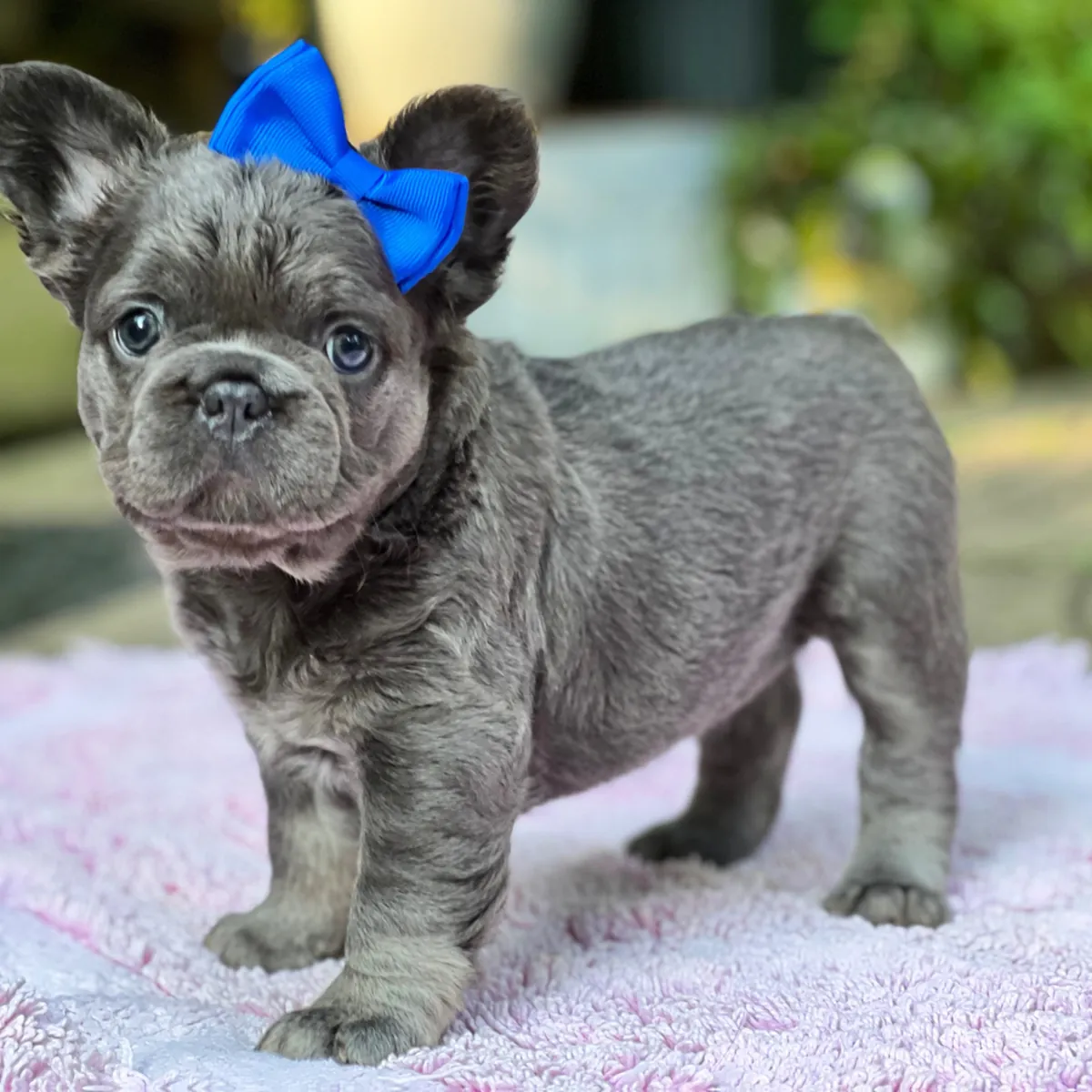 Mignon Chiot Bulldog Français Fluffy avec Nœud Bleu! 🎀💙