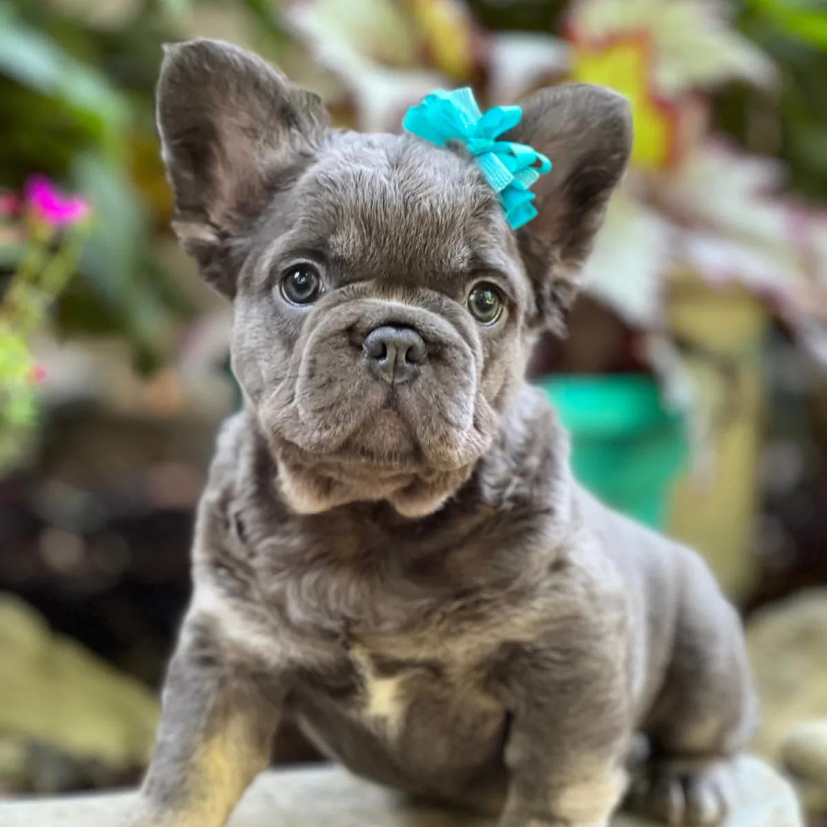 Mignon Chiot Bulldog Français Fluffy avec Nœud Bleu! 🎀💙