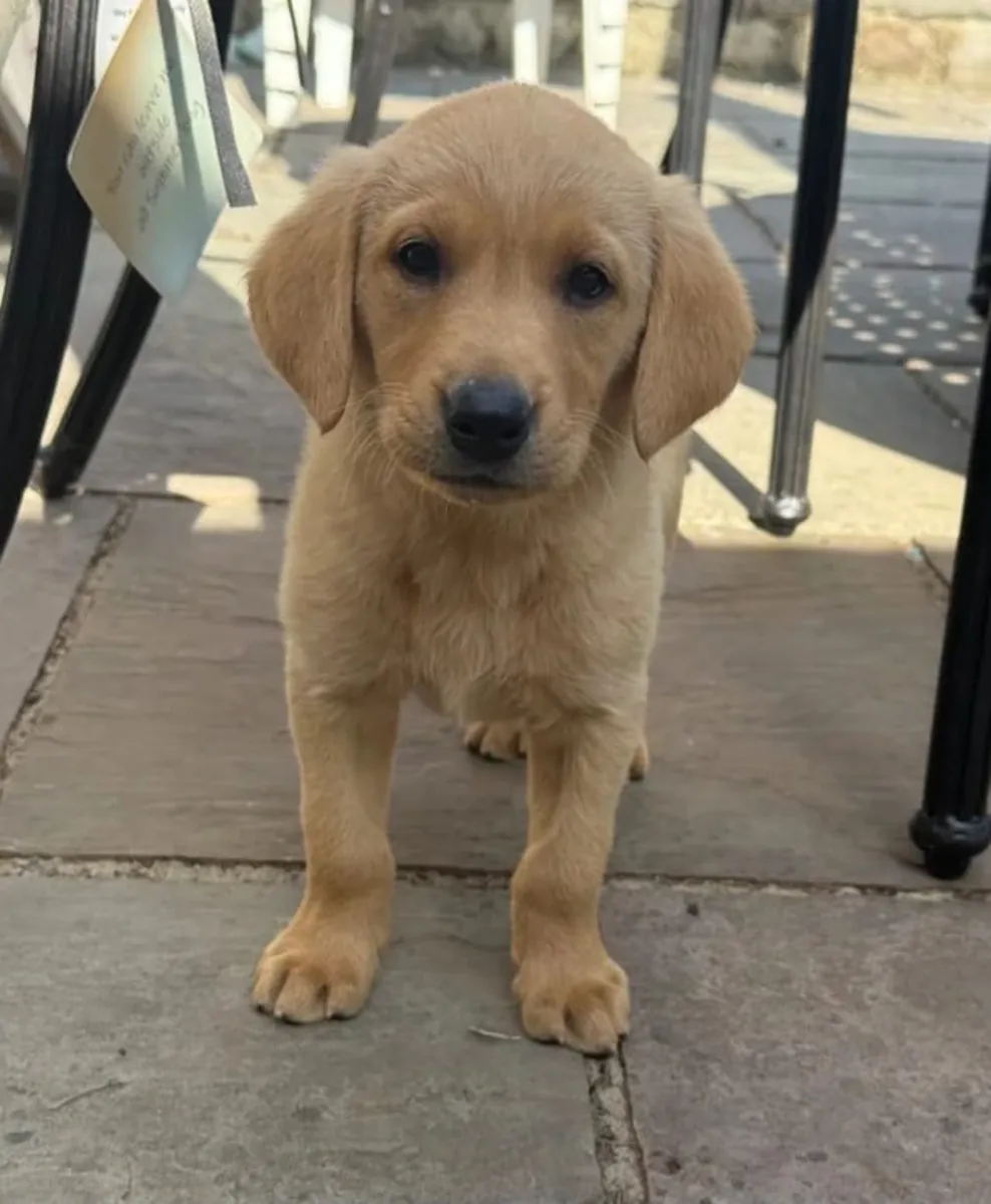 Labrador Retriever Puppies For Re-homing .Text us on Whatsapp.... +34 642 12 80 93