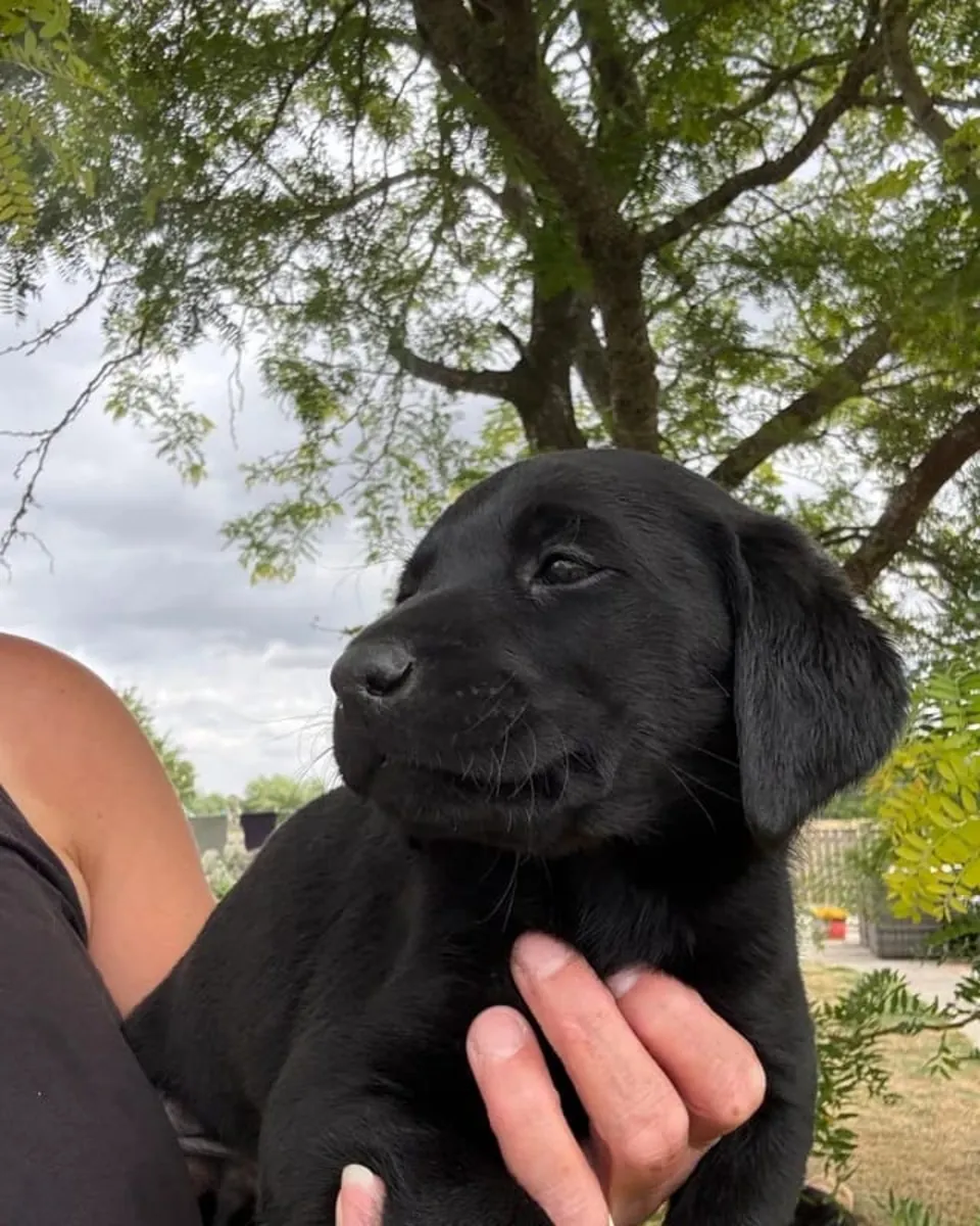 Labrador Retriever Puppies For Re-homing .Text us on Whatsapp.... +34 642 12 80 93