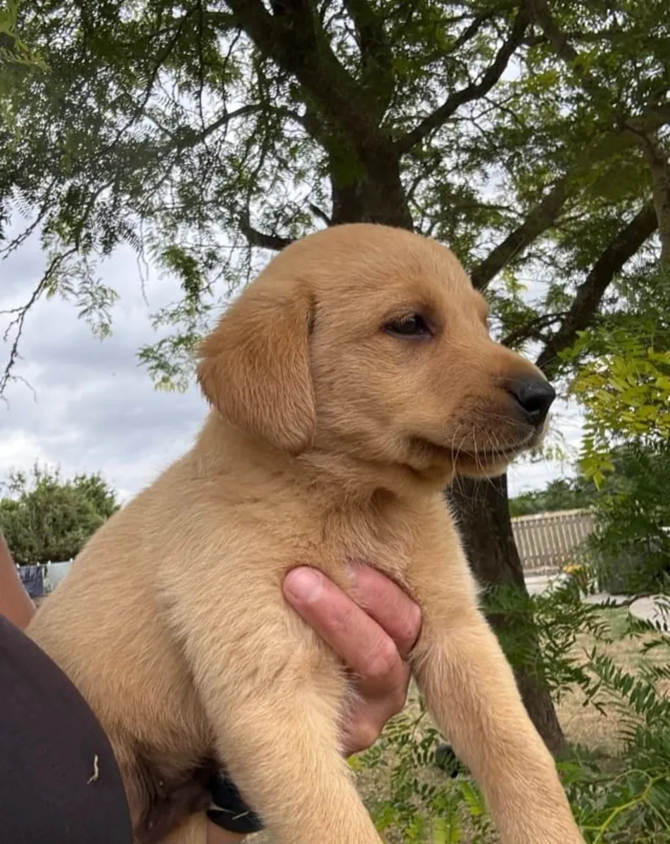 Labrador Retriever Puppies For Re-homing .Text us on Whatsapp.... +34 642 12 80 93