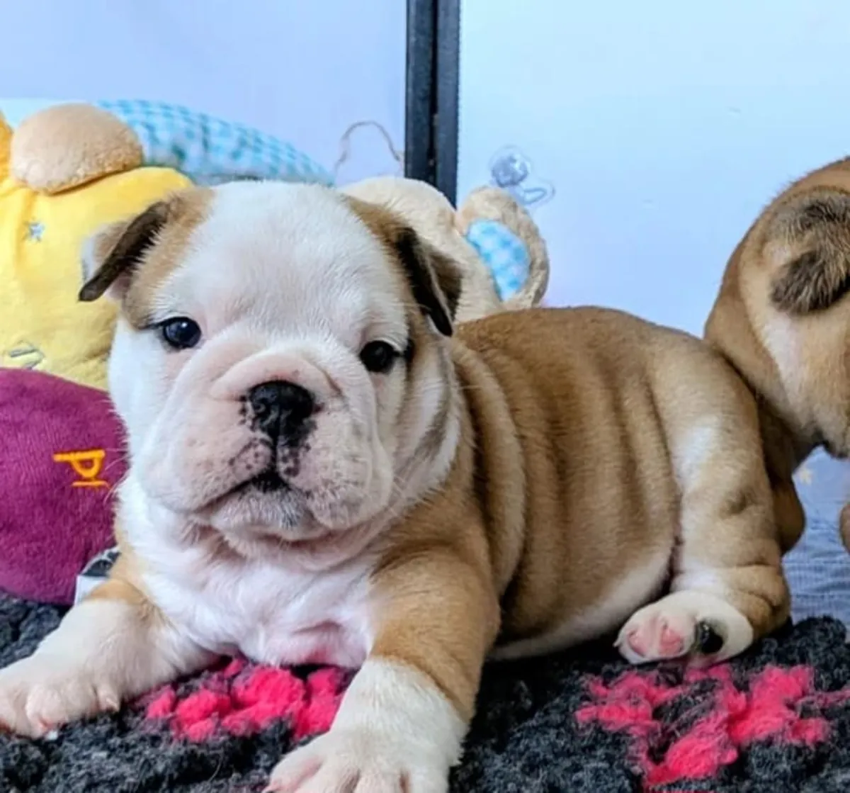 Bébés Bulldog Anglais à Re-Homing maintenant ..Contactez-nous sur WhatsApp... +34 642 12 80 93