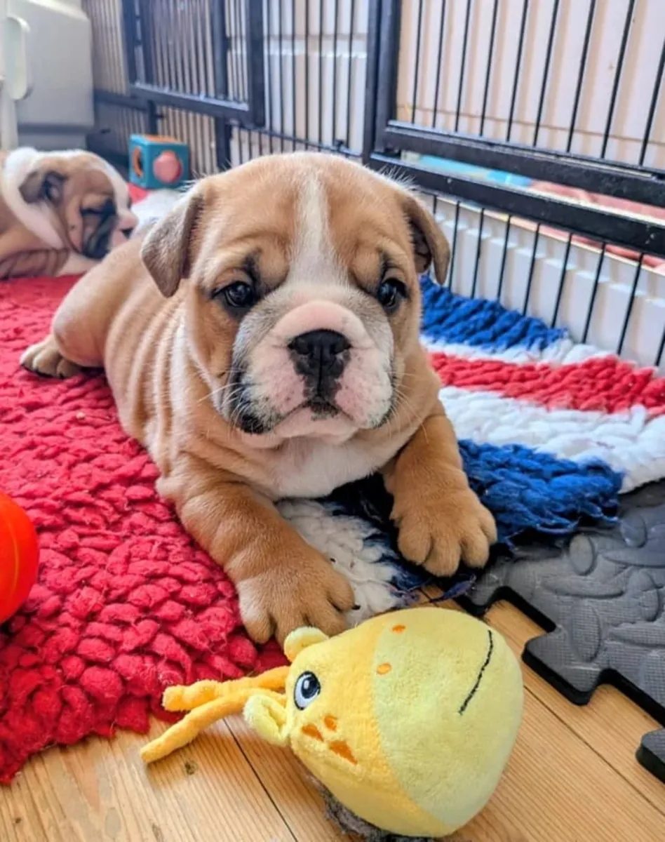 Bébés Bulldog Anglais à Re-Homing maintenant ..Contactez-nous sur WhatsApp... +34 642 12 80 93