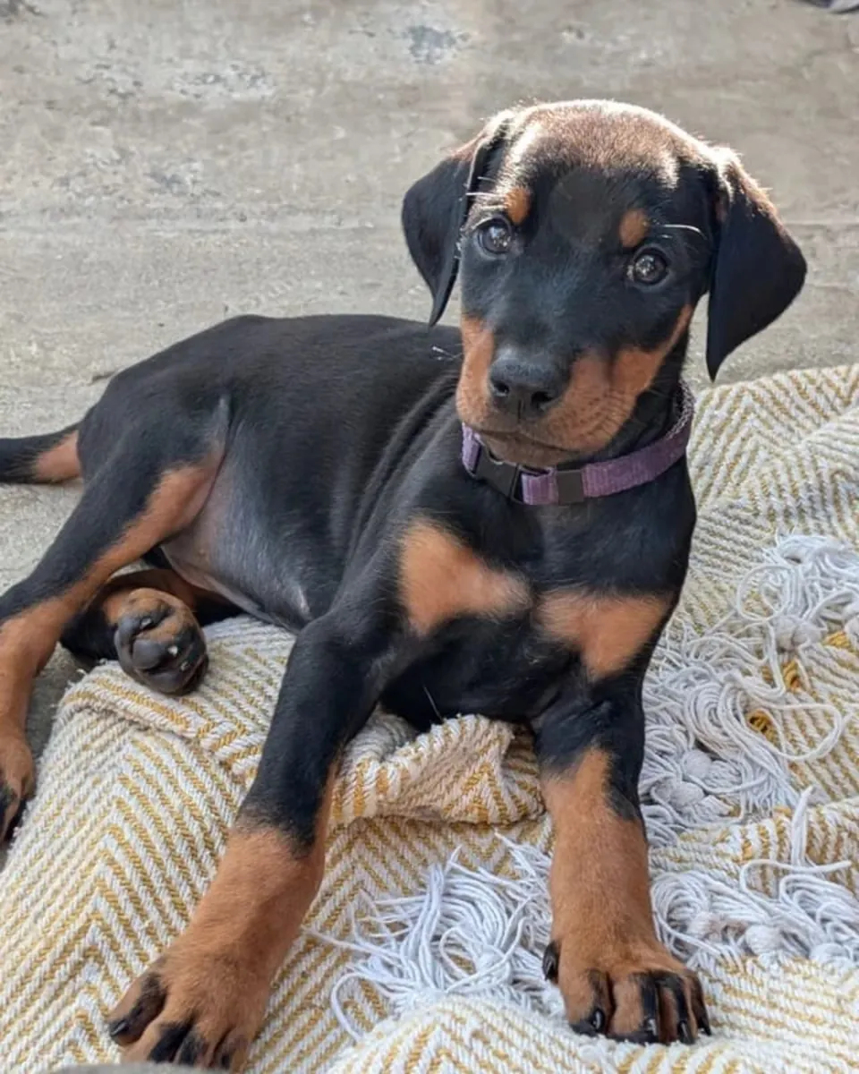 Chiots Doberman Pinscher prêts à être adoptés.... Contactez-nous sur Whatsapp .. +34 642 12 80 93