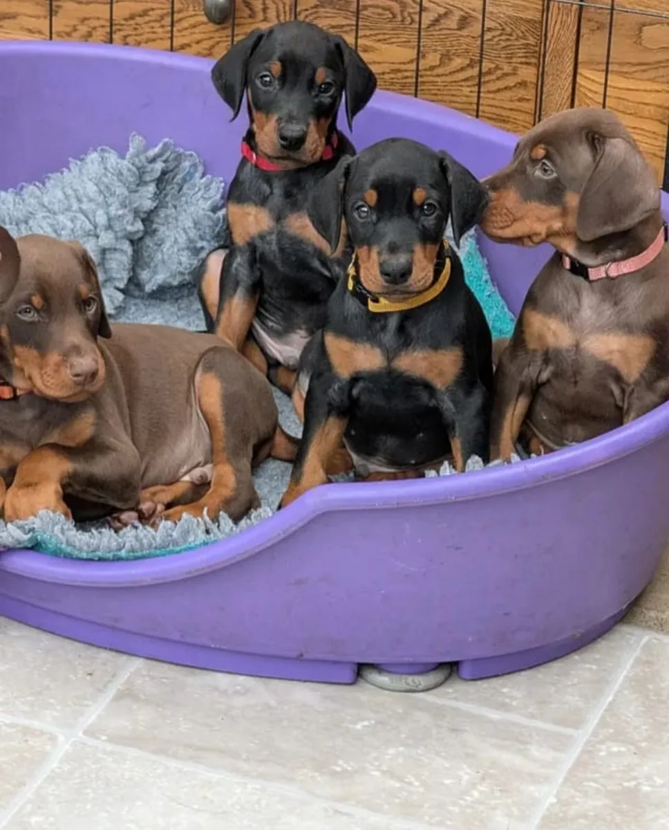 Chiots Doberman Pinscher prêts à être adoptés.... Contactez-nous sur Whatsapp .. +34 642 12 80 93