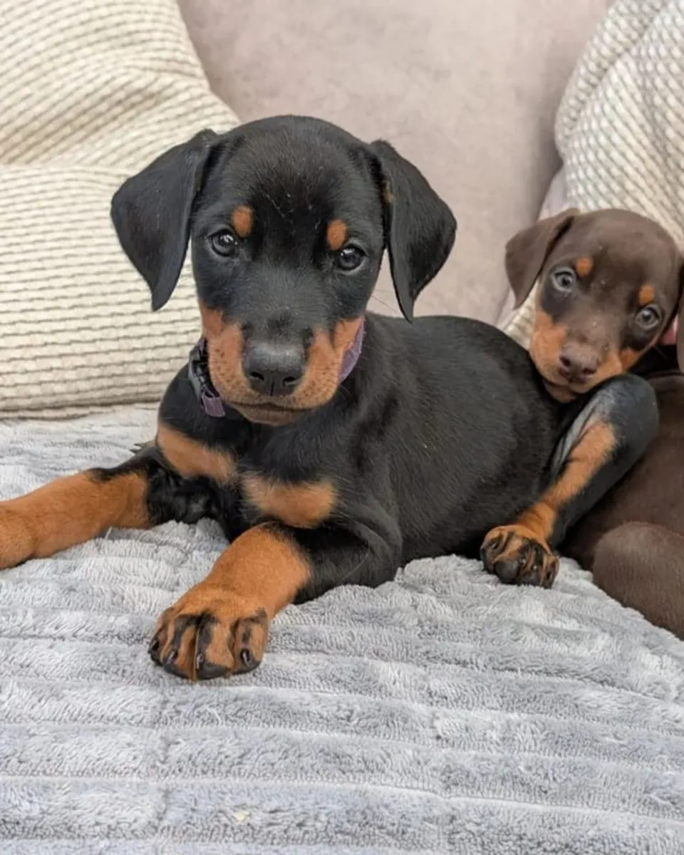 Chiots Doberman Pinscher prêts à être adoptés.... Contactez-nous sur Whatsapp .. +34 642 12 80 93