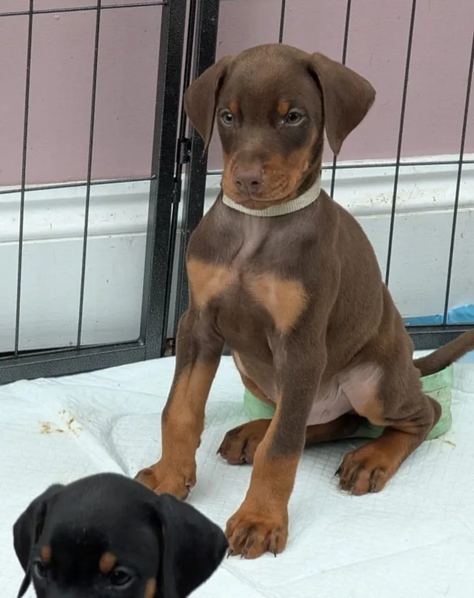 Chiots Doberman Pinscher prêts à être adoptés.... Contactez-nous sur Whatsapp .. +34 642 12 80 93