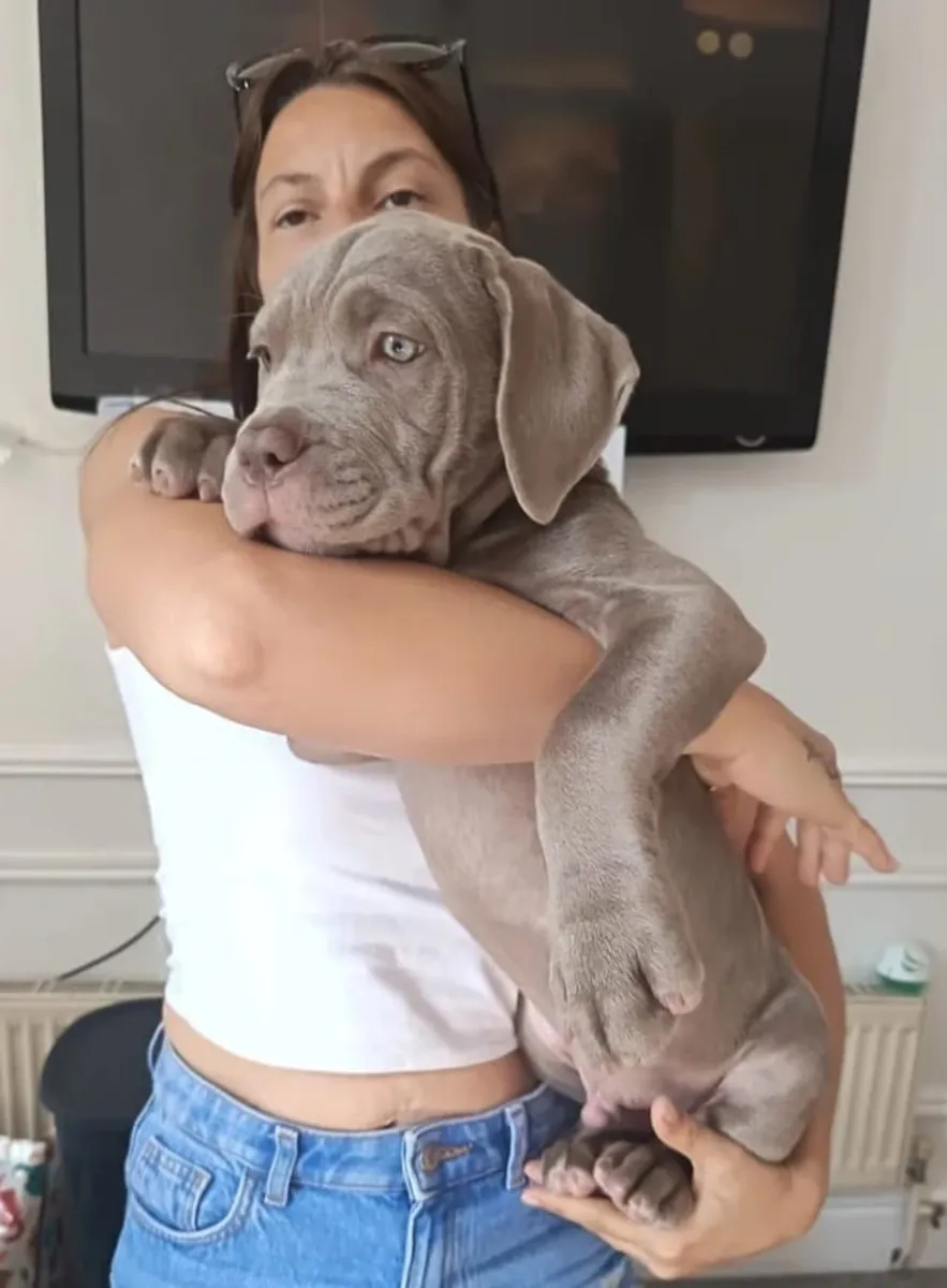 Очаровательные щенки Cane Corso для передачи в хорошие руки ...WhatsApp ..Контакт... +34 642 12 80 93