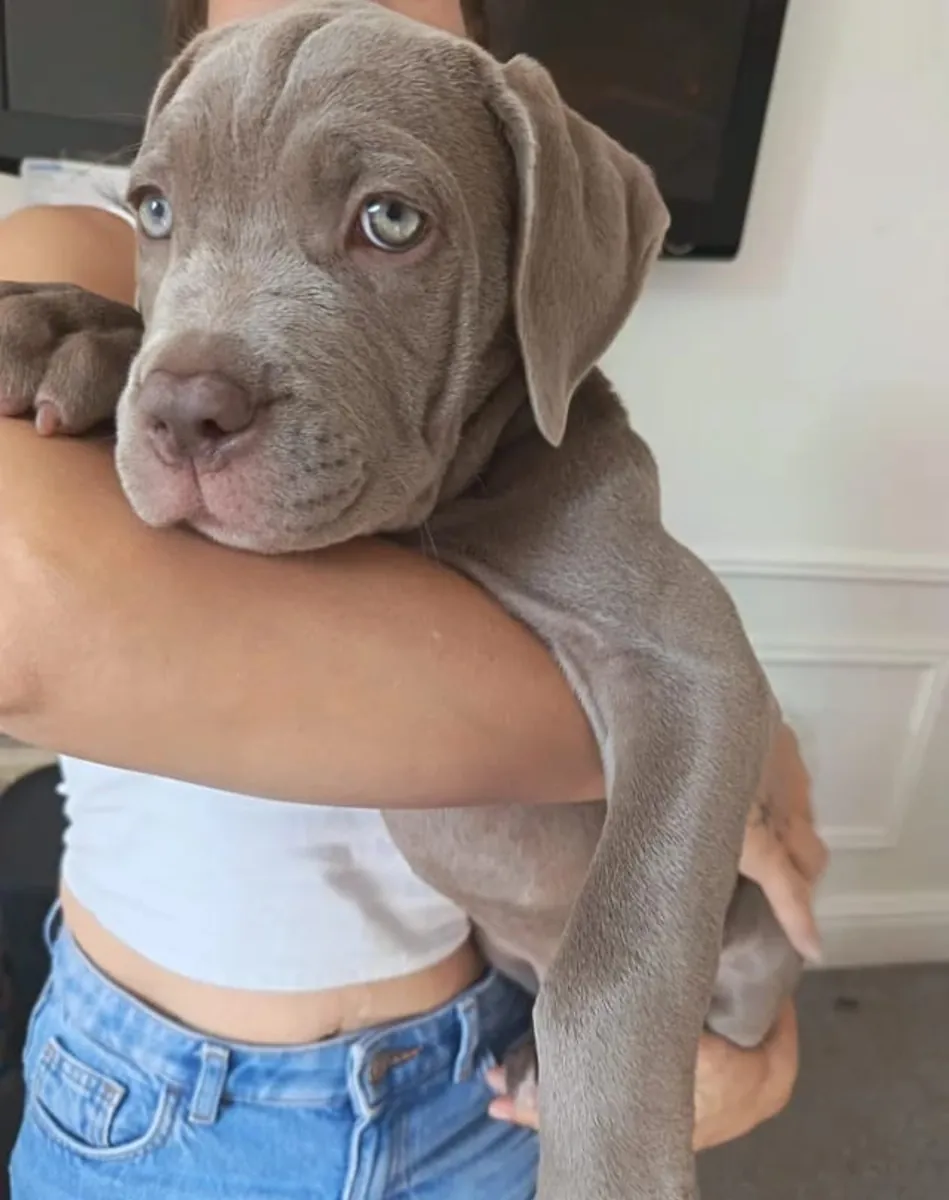 Очаровательные щенки Cane Corso для передачи в хорошие руки ...WhatsApp ..Контакт... +34 642 12 80 93