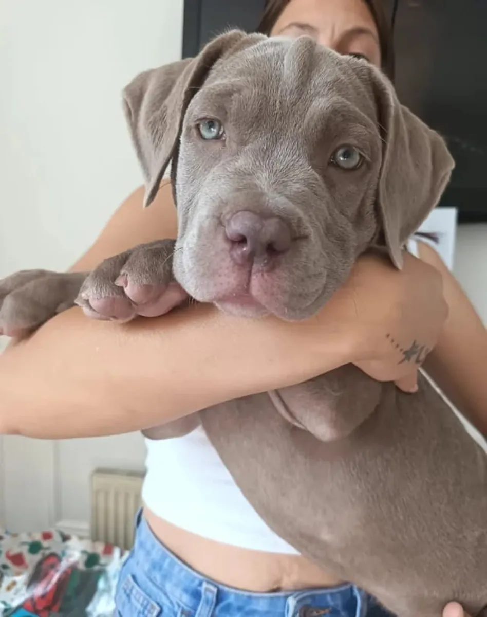 Очаровательные щенки Cane Corso для передачи в хорошие руки ...WhatsApp ..Контакт... +34 642 12 80 93