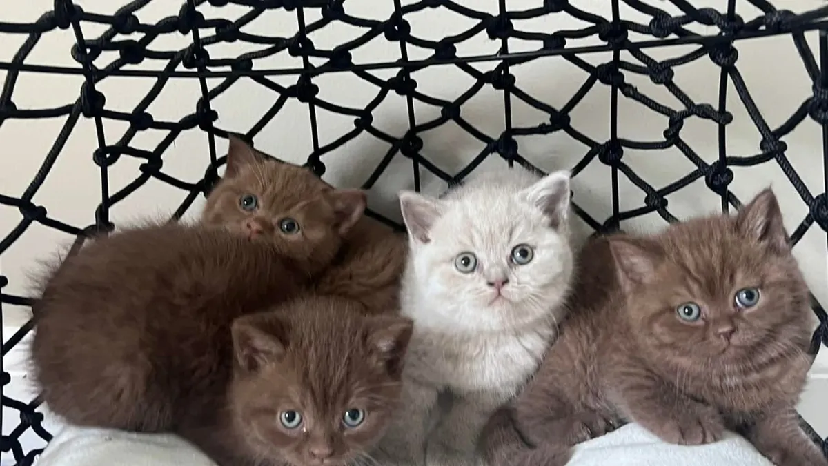 Regalo gatitos British (macho y hembra)