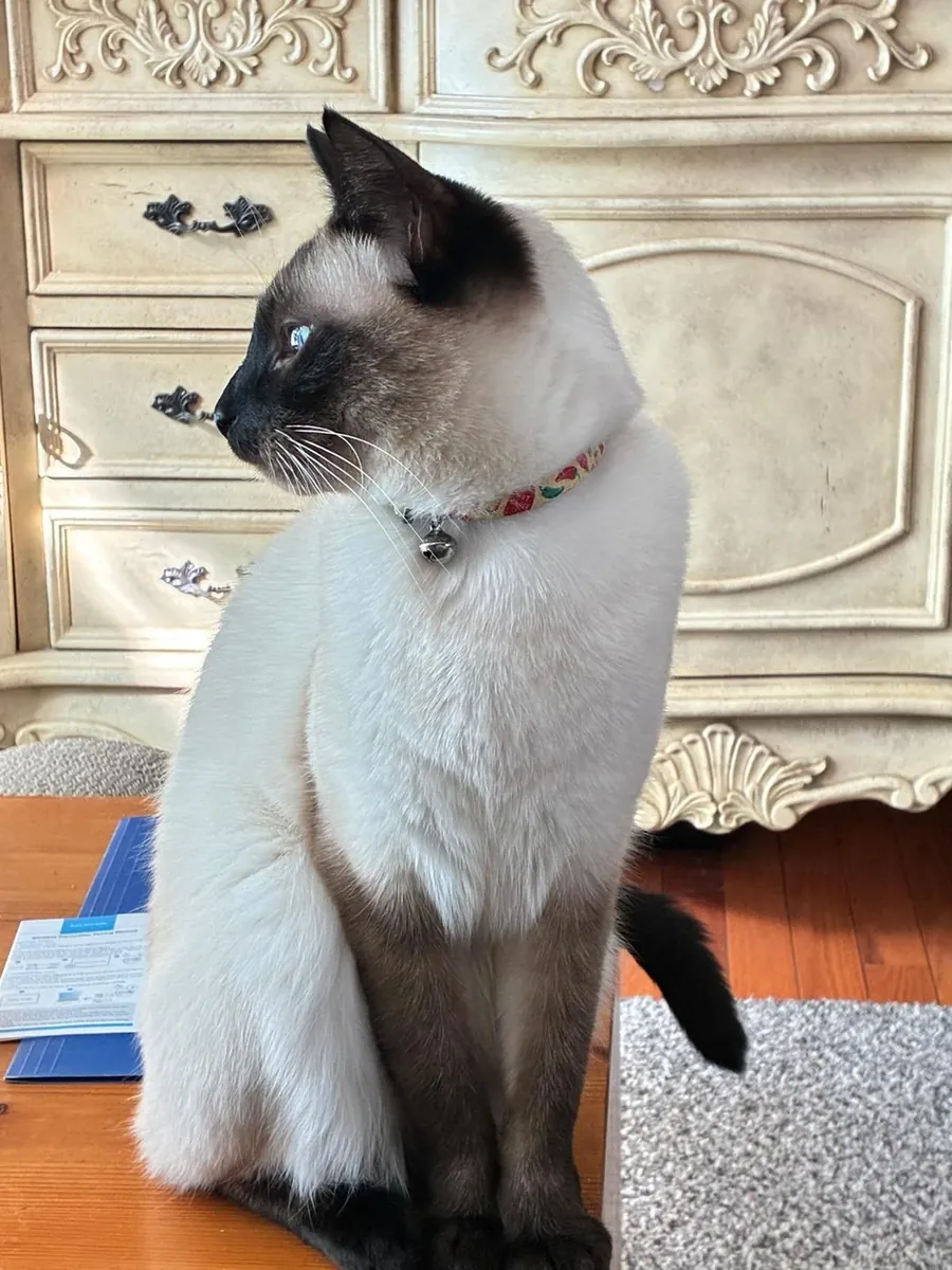 安静又很黏人的暹罗猫寻找新家庭