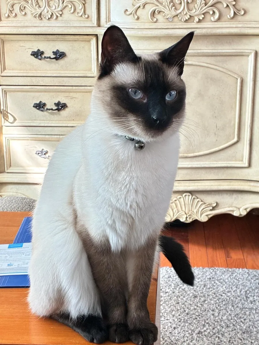 安静又很黏人的暹罗猫寻找新家庭