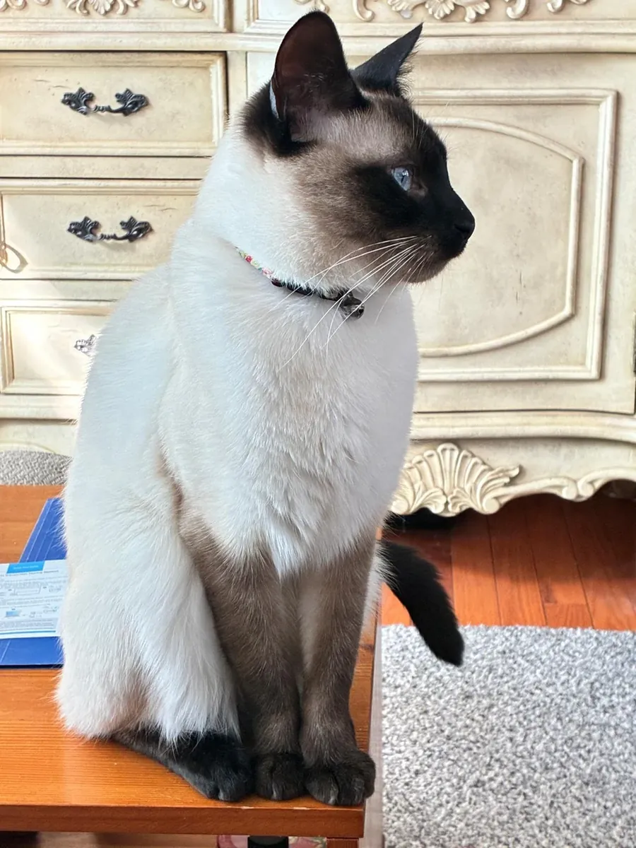 安静又很黏人的暹罗猫寻找新家庭