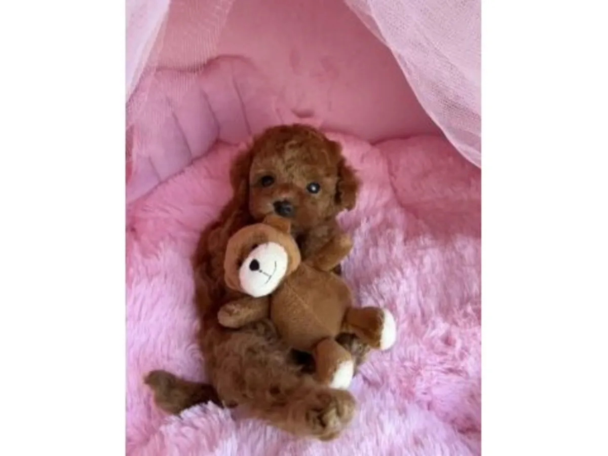 家庭环境长大的棕色贵宾犬