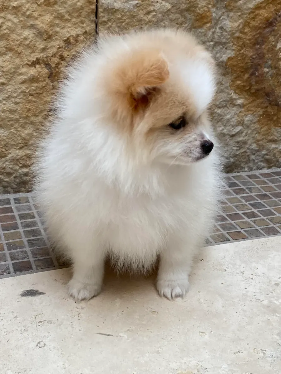 非常亲人的白色博美犬寻找新家庭