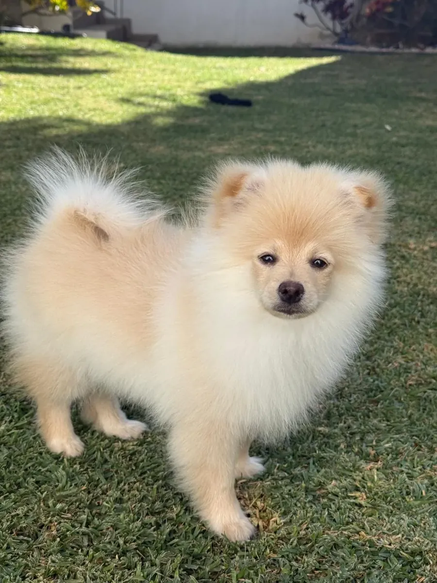 非常亲人的白色博美犬寻找新家庭