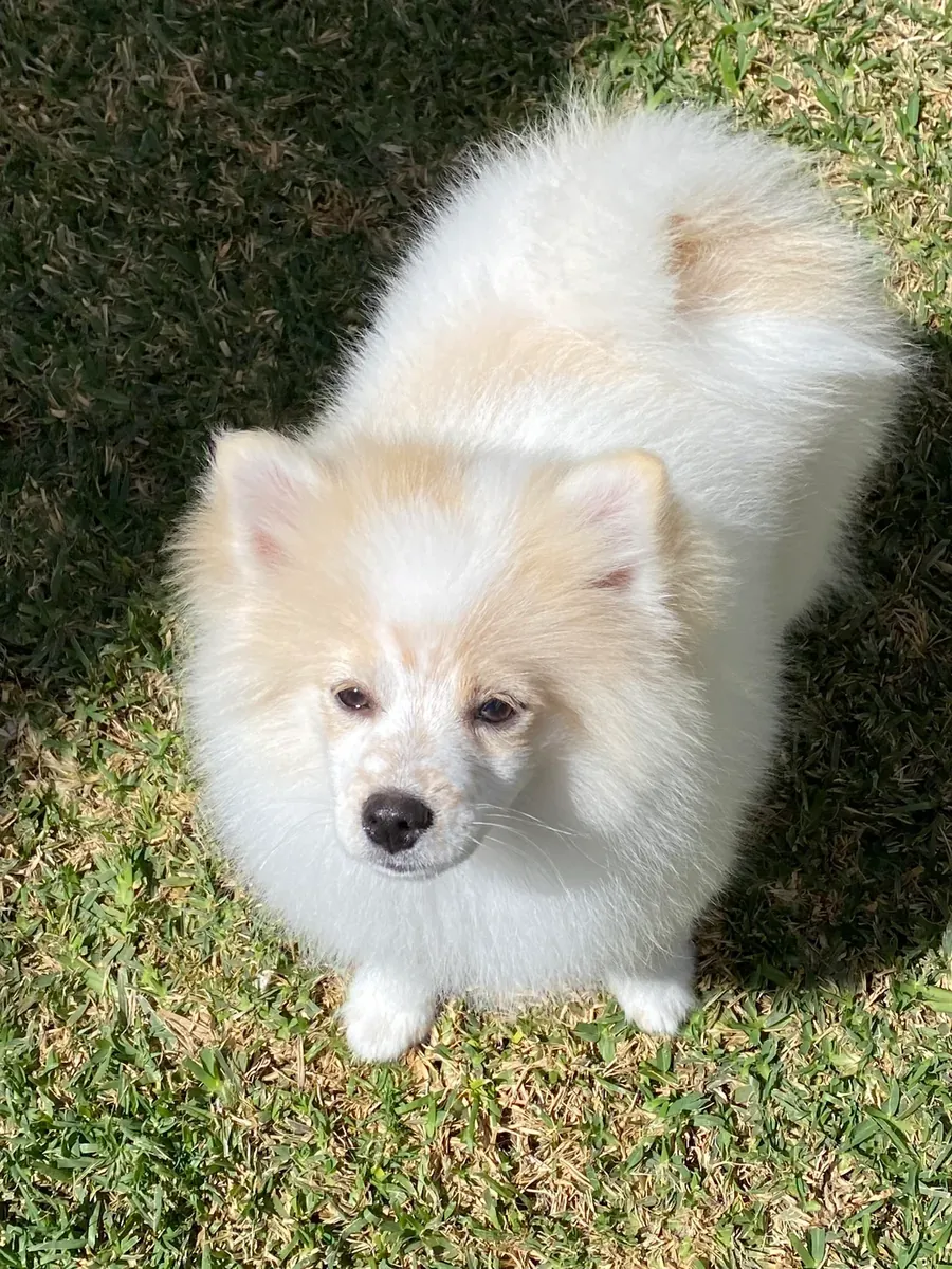 非常亲人的白色博美犬寻找新家庭