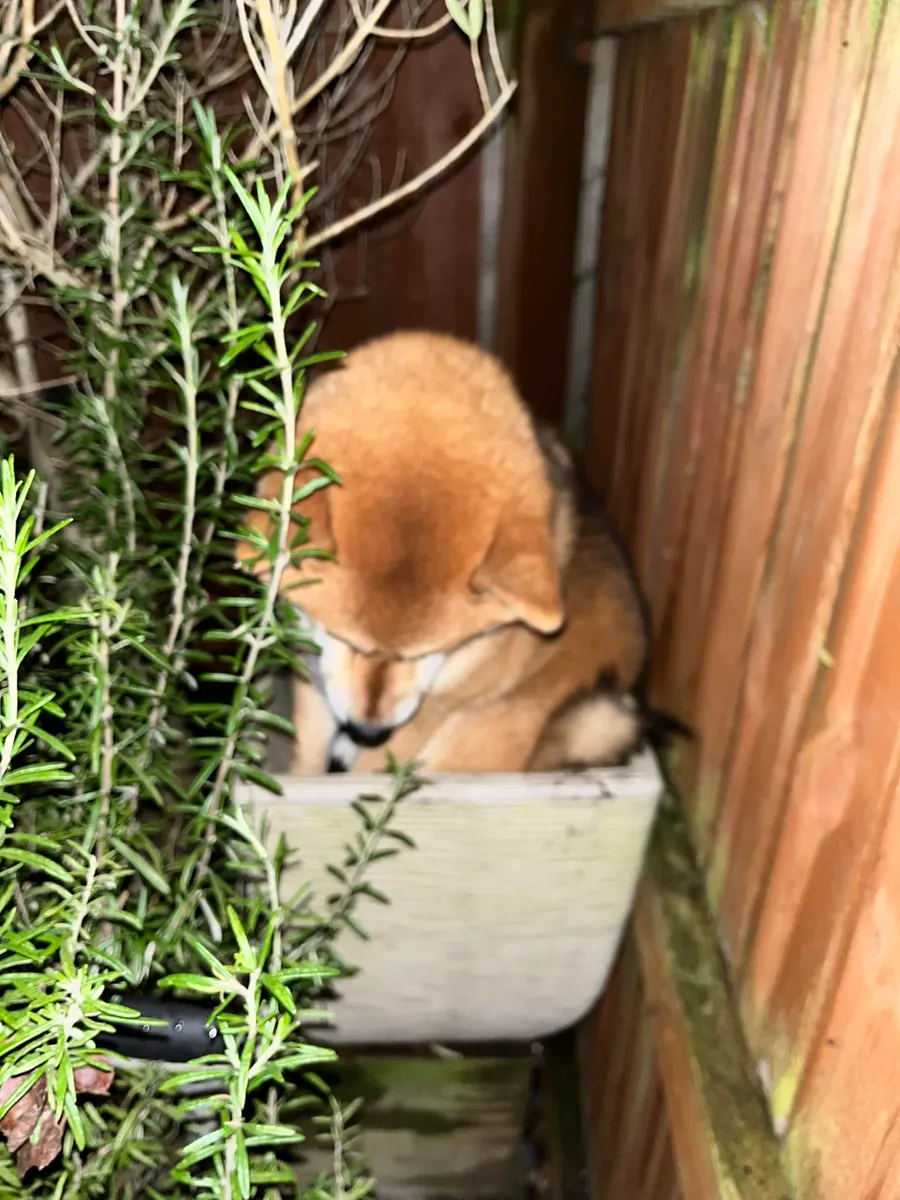 好奇心强的柴犬正在寻找一个安静有耐心的家庭