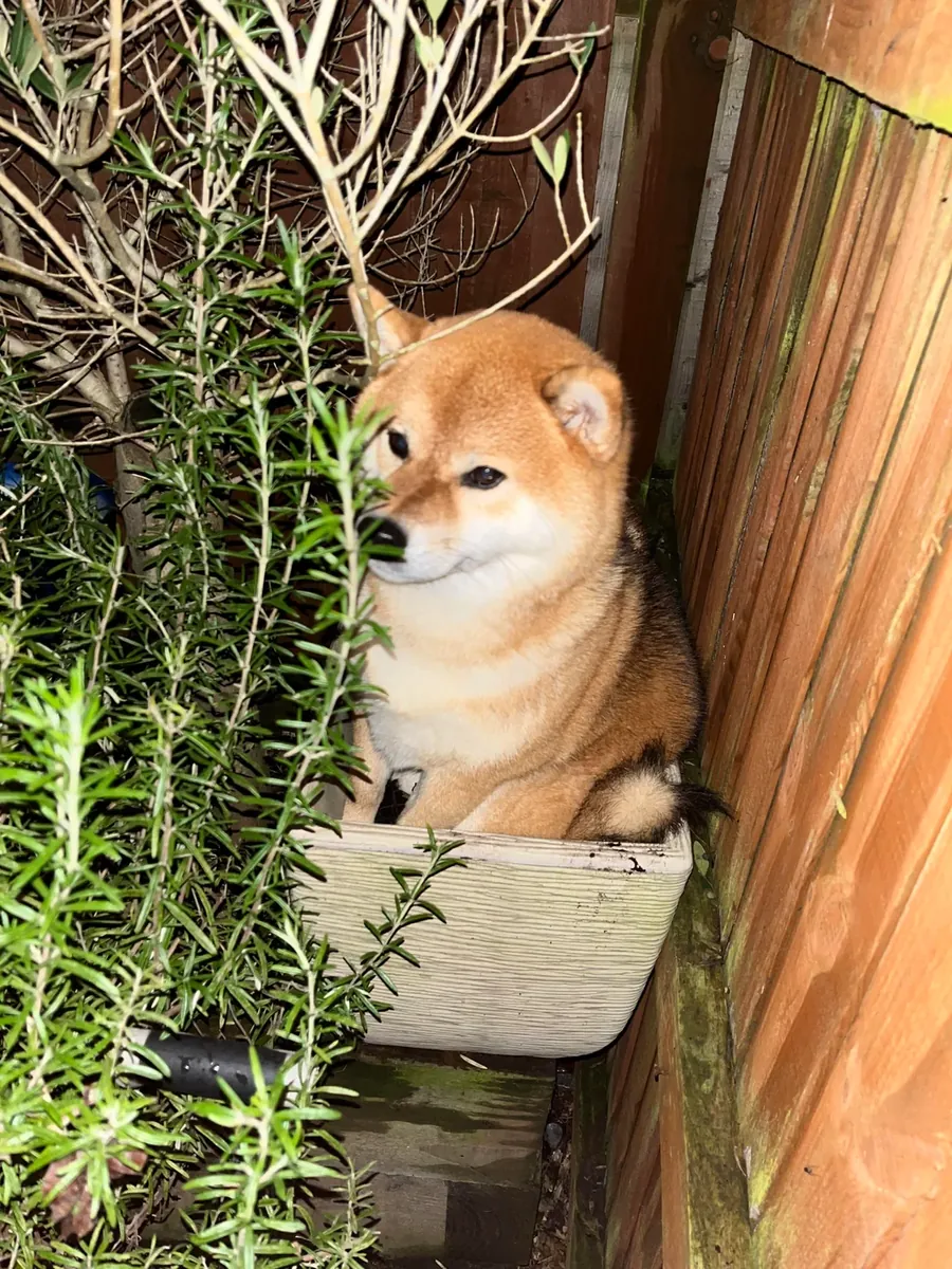 好奇心强的柴犬正在寻找一个安静有耐心的家庭