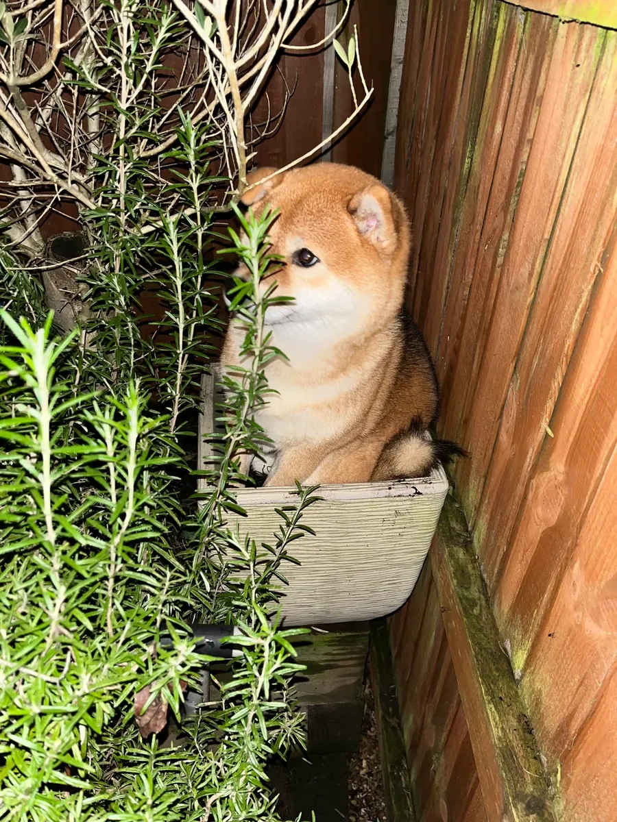 好奇心强的柴犬正在寻找一个安静有耐心的家庭