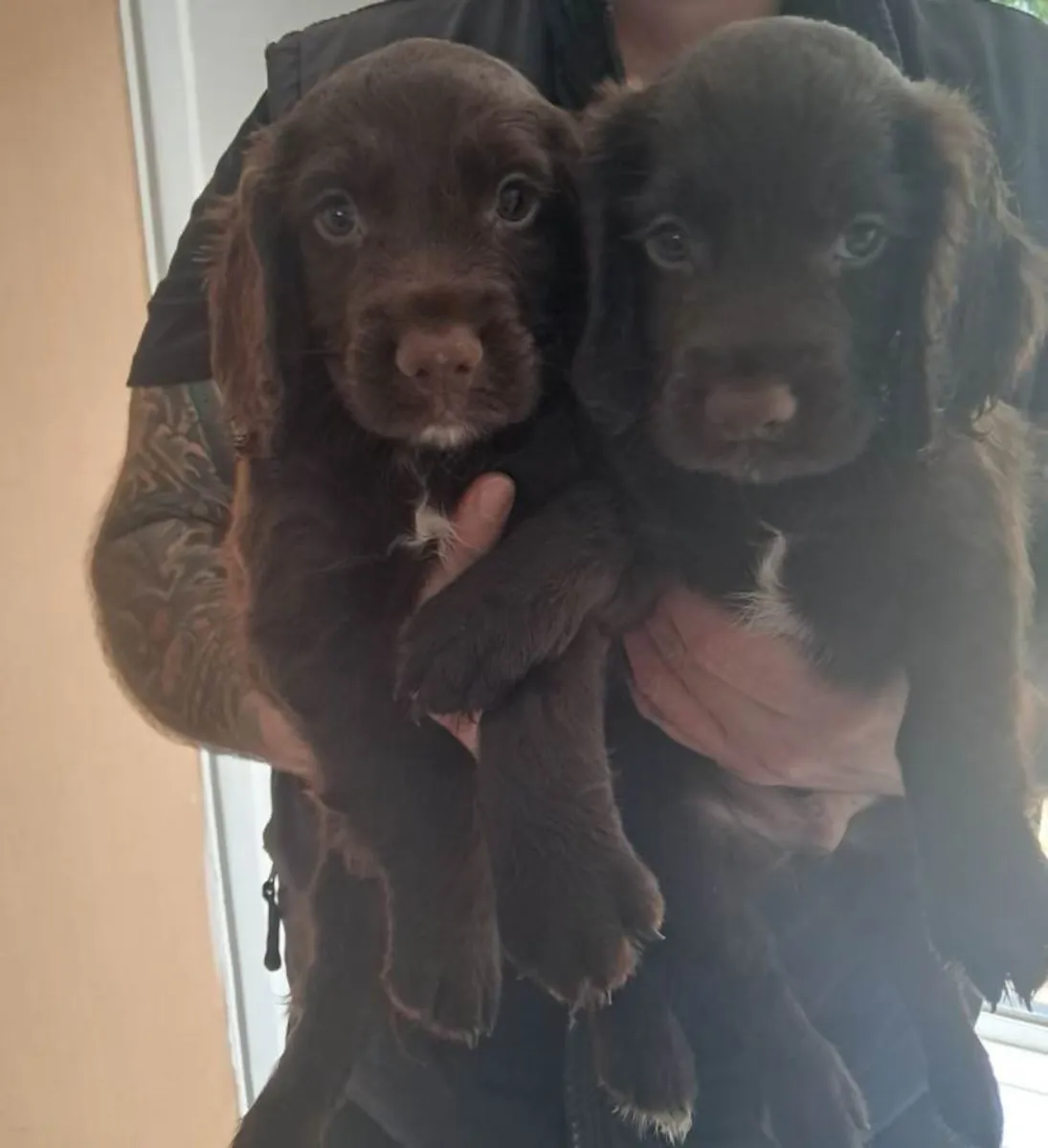 Cachorros de Cocker Spaniel