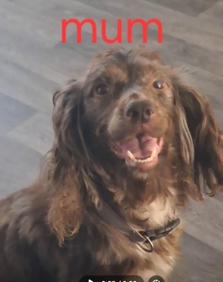 Cachorros de Cocker Spaniel
