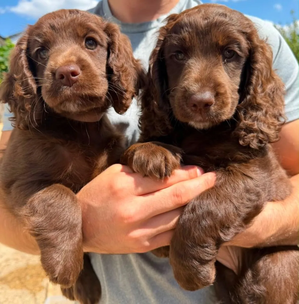 Cachorros de Cocker Spaniel
