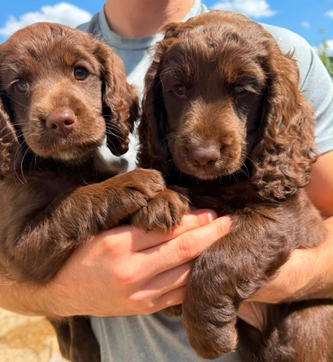 Cachorros de Cocker Spaniel