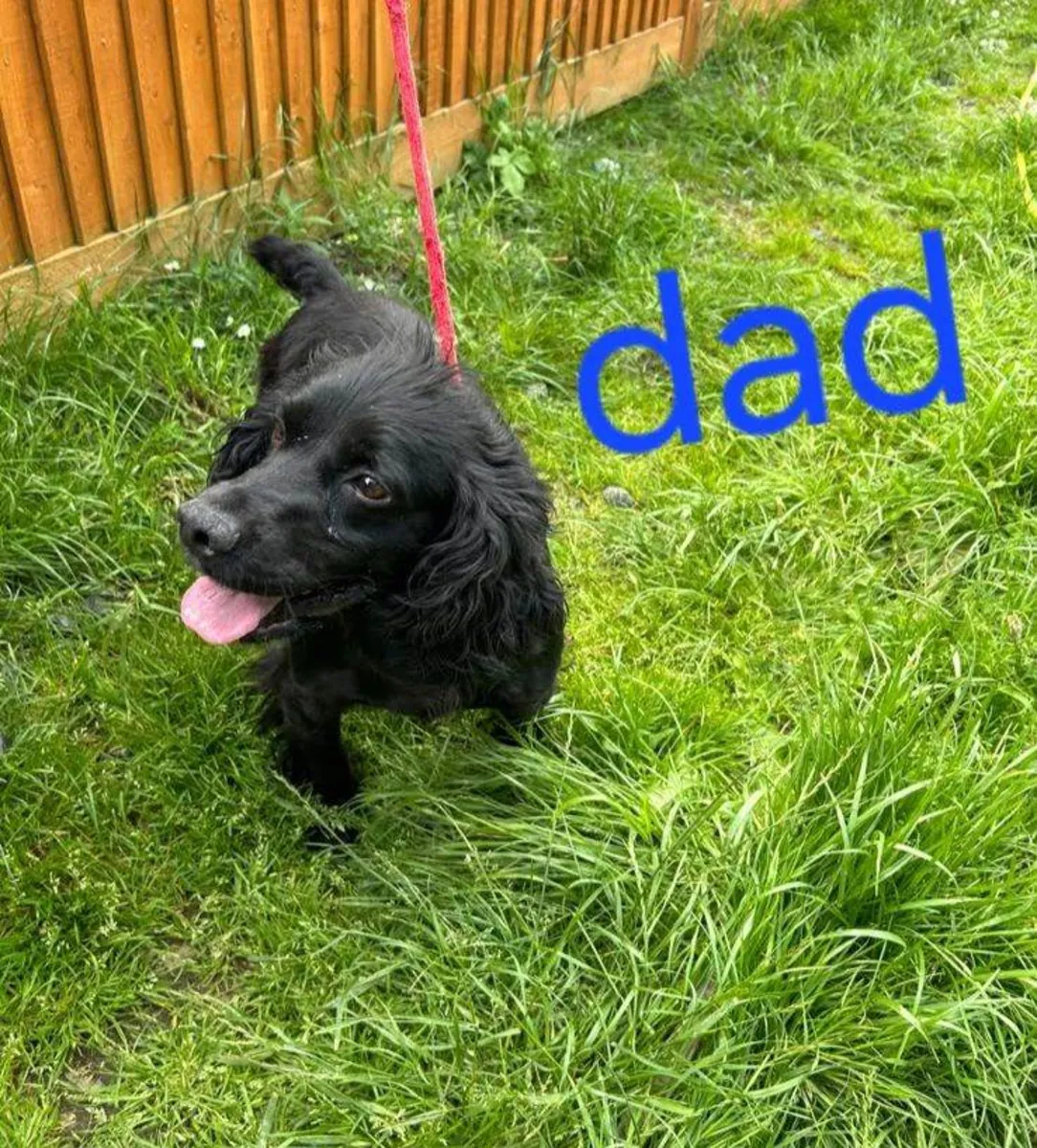 Cachorros de Cocker Spaniel