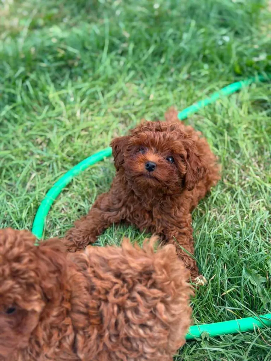 Küçük ve sevimli Asya Toy Poodle'ları