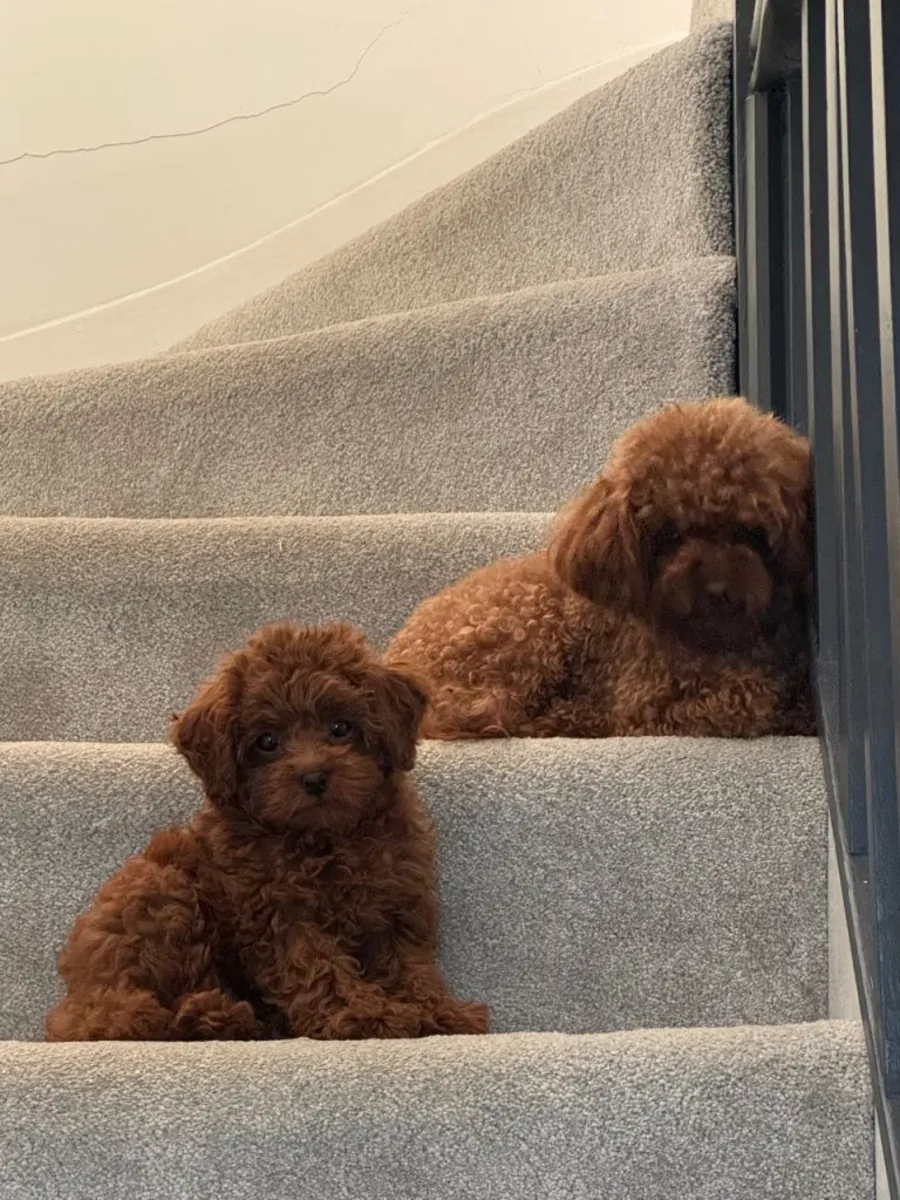 Küçük ve sevimli Asya Toy Poodle'ları