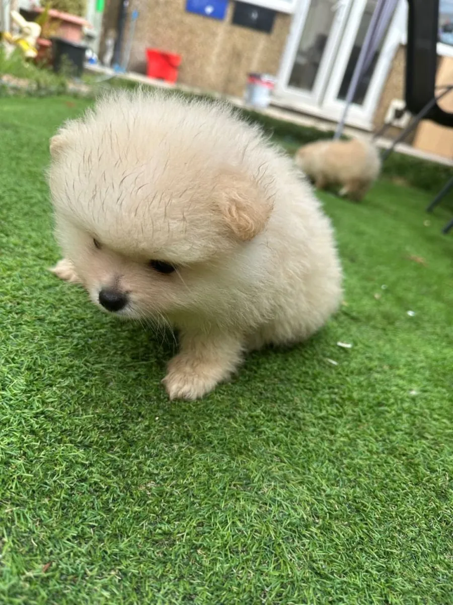 Chiot Pomeranien couleur crème