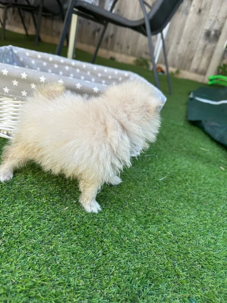 Chiot Pomeranien couleur crème
