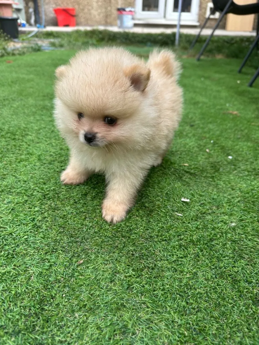 Chiot Pomeranien couleur crème