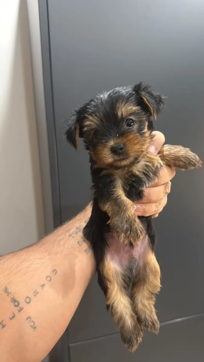 Hermosos cachorros Yorkshire Terrier