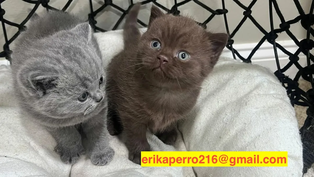 Подарок котята британской короткошерстной породы (самец и самка)