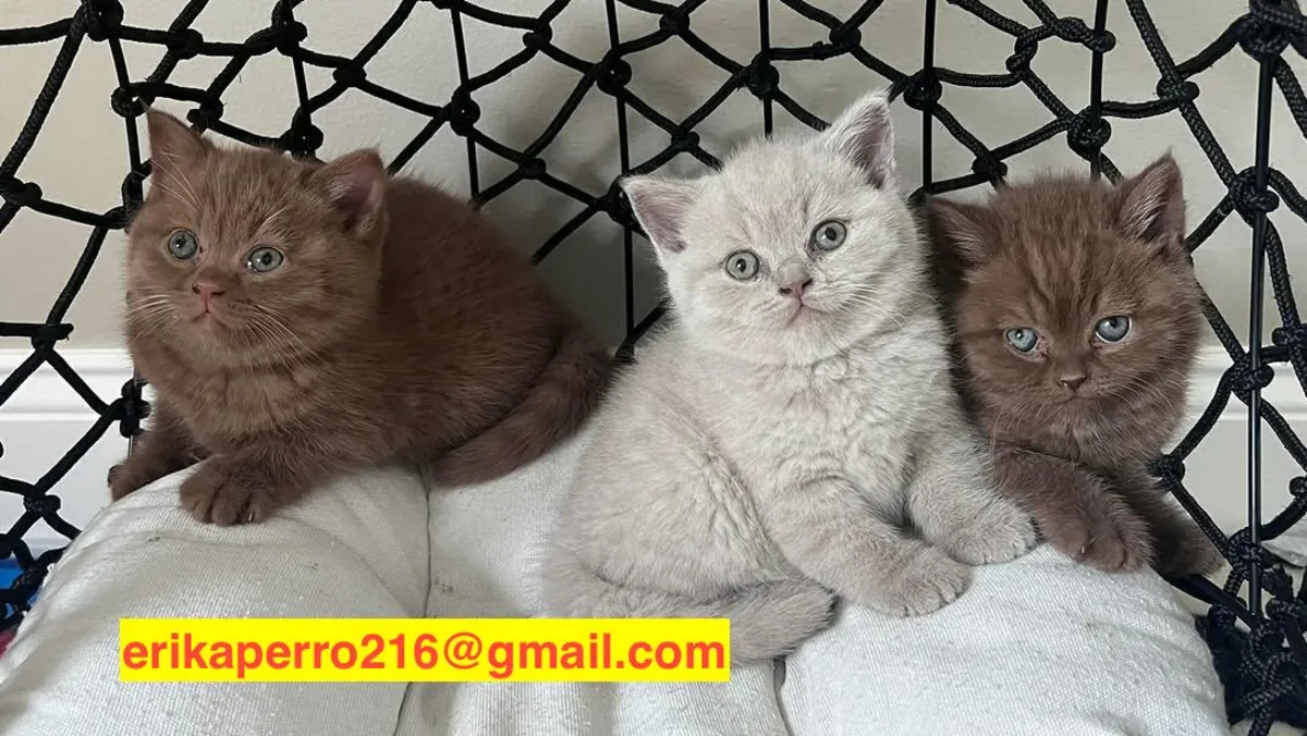 Подарок котята Британская короткошерстная