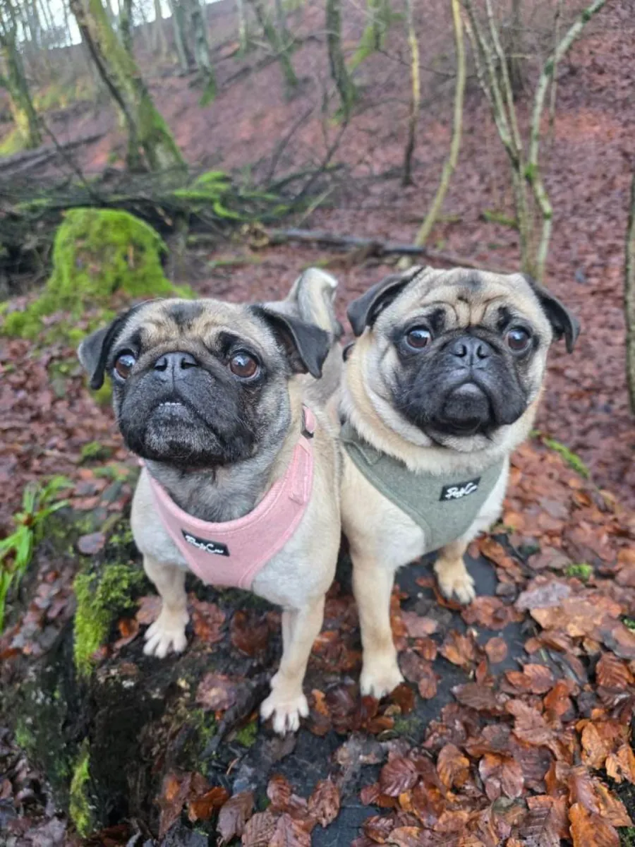 Cachorros de carlino, macho y hembra