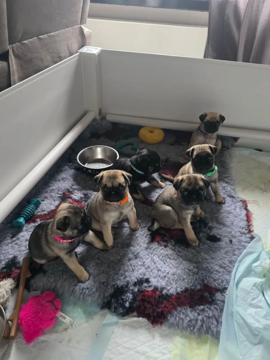 Cachorros de carlino, macho y hembra