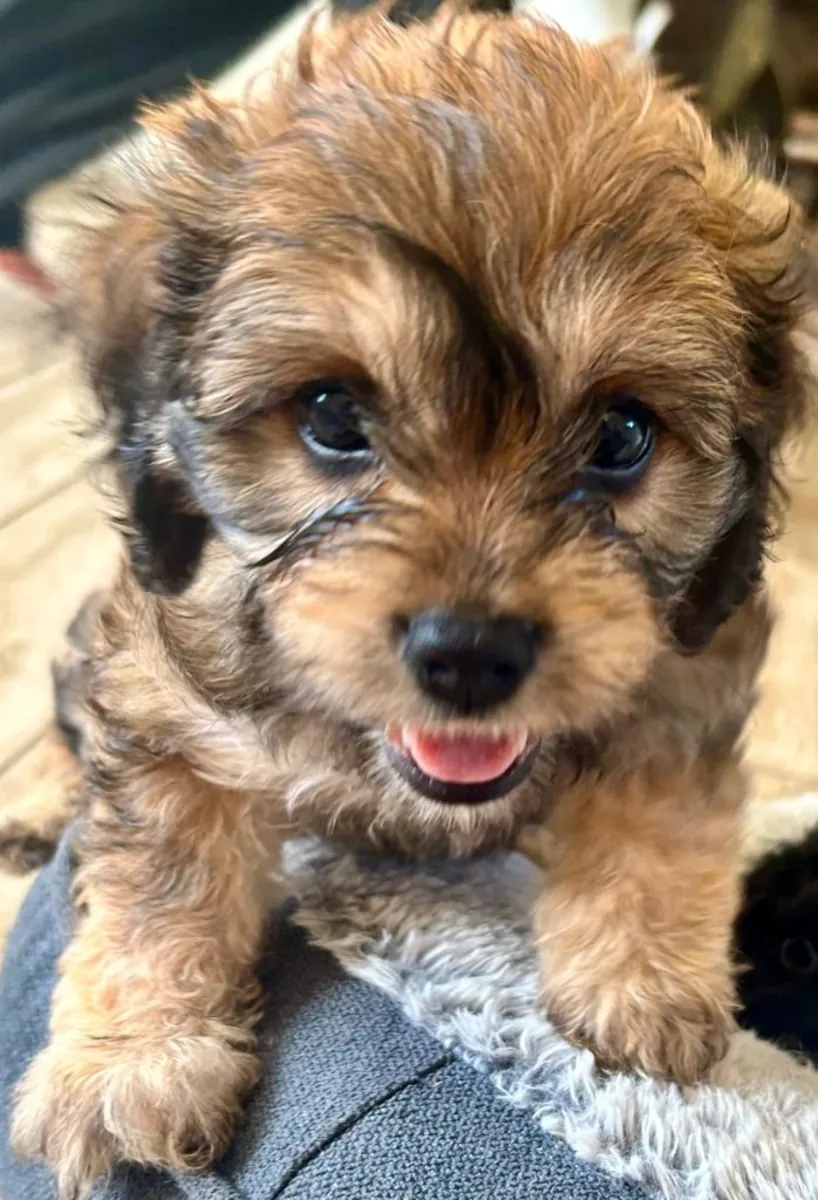 Cachorros de Cavapoochon listos para irse a su nuevo hogar.