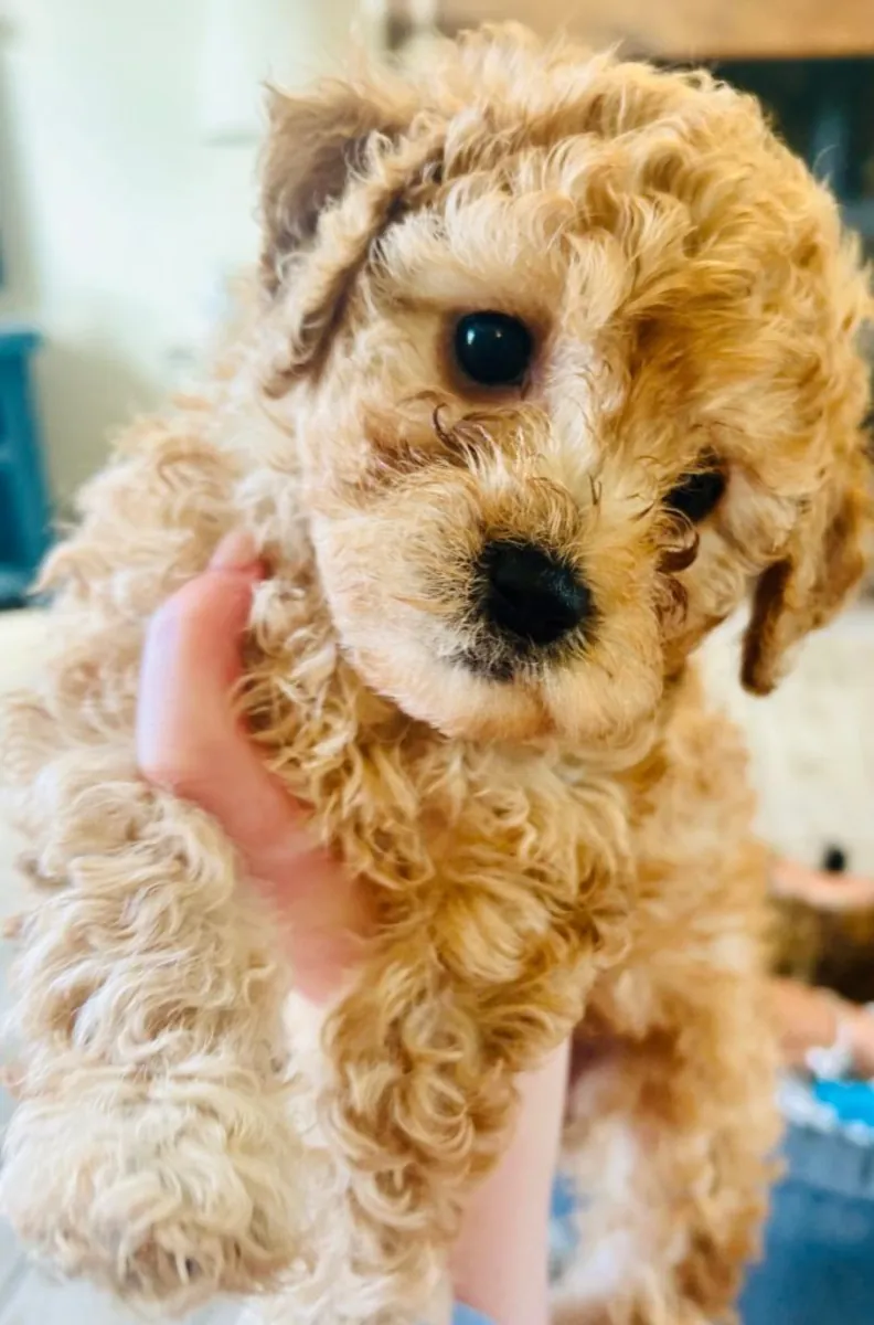 Cachorros de Cavapoochon listos para irse a su nuevo hogar.
