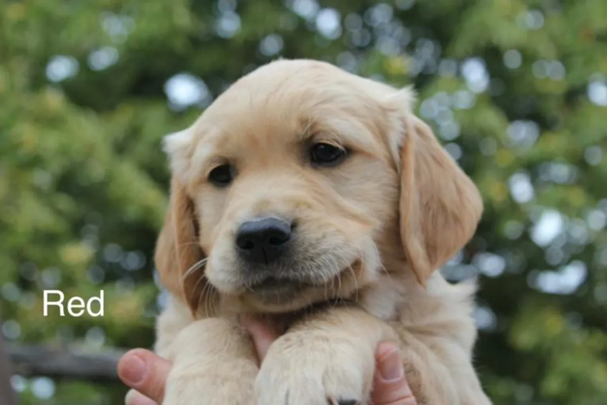 Chiots Golden Retriever