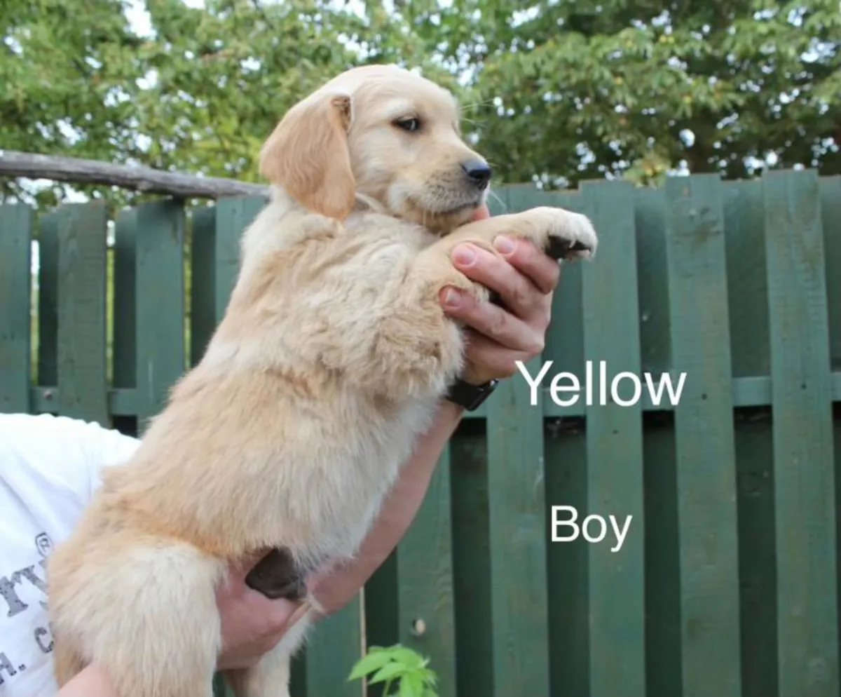 Chiots Golden Retriever
