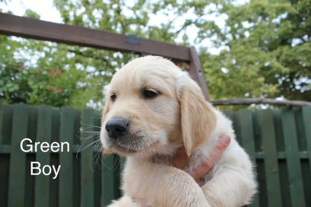 Chiots Golden Retriever