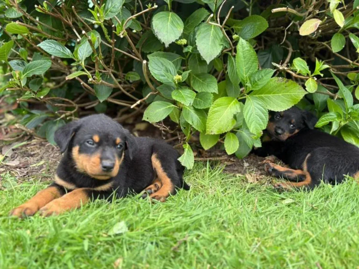 / Regalo Cachorros Rottweiler Gratis Whatsapp  (+34)611386992